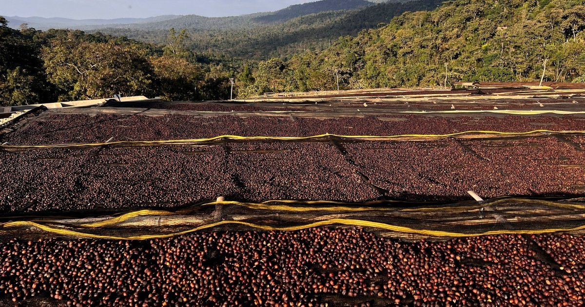 Coffee Cherry Harvest